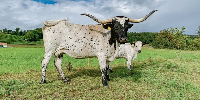 Die Texas-Longhorn-Kuh Dalmi und ihr Kalb bieten einen speziellen Anblick. Schwarz-weiss gefleckte Longhorns sind eher selten. (Bild Pascal Nyfeler)