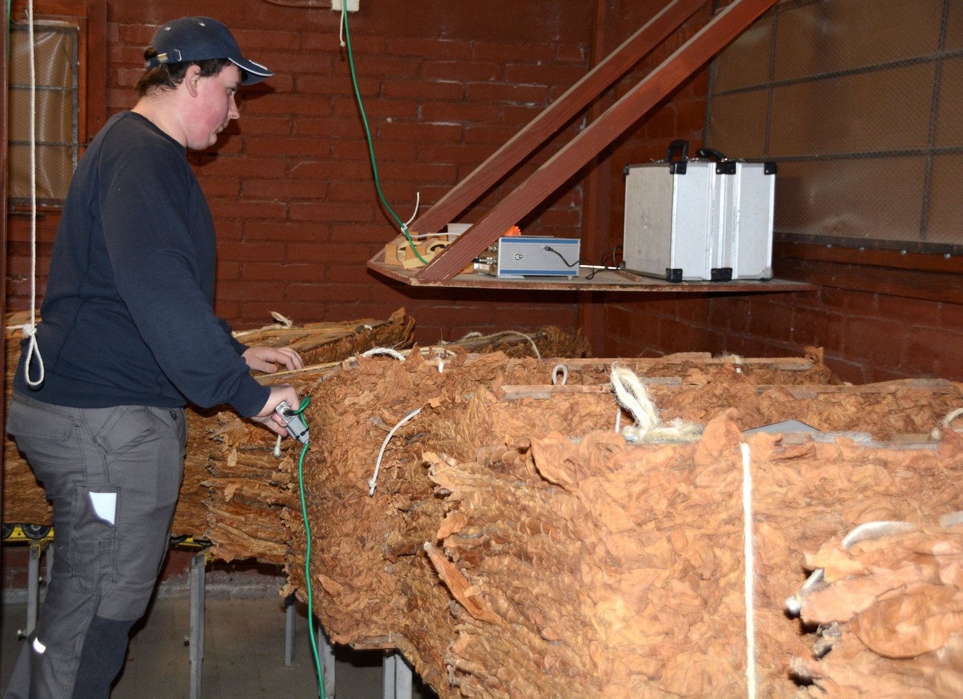 Als erstes durchläuft der Tabak eine sensorische Feuchtigkeitsmessung. (Bilder ag)