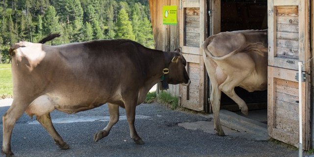 Im Kanton Graubünden gibt es weniger Milch- und Sennalpen als vor 10 Jahren. Die verbleibenden Alpen sind gut ausgelastet. (Manfred Schwarz/landwirtschaft.ch)