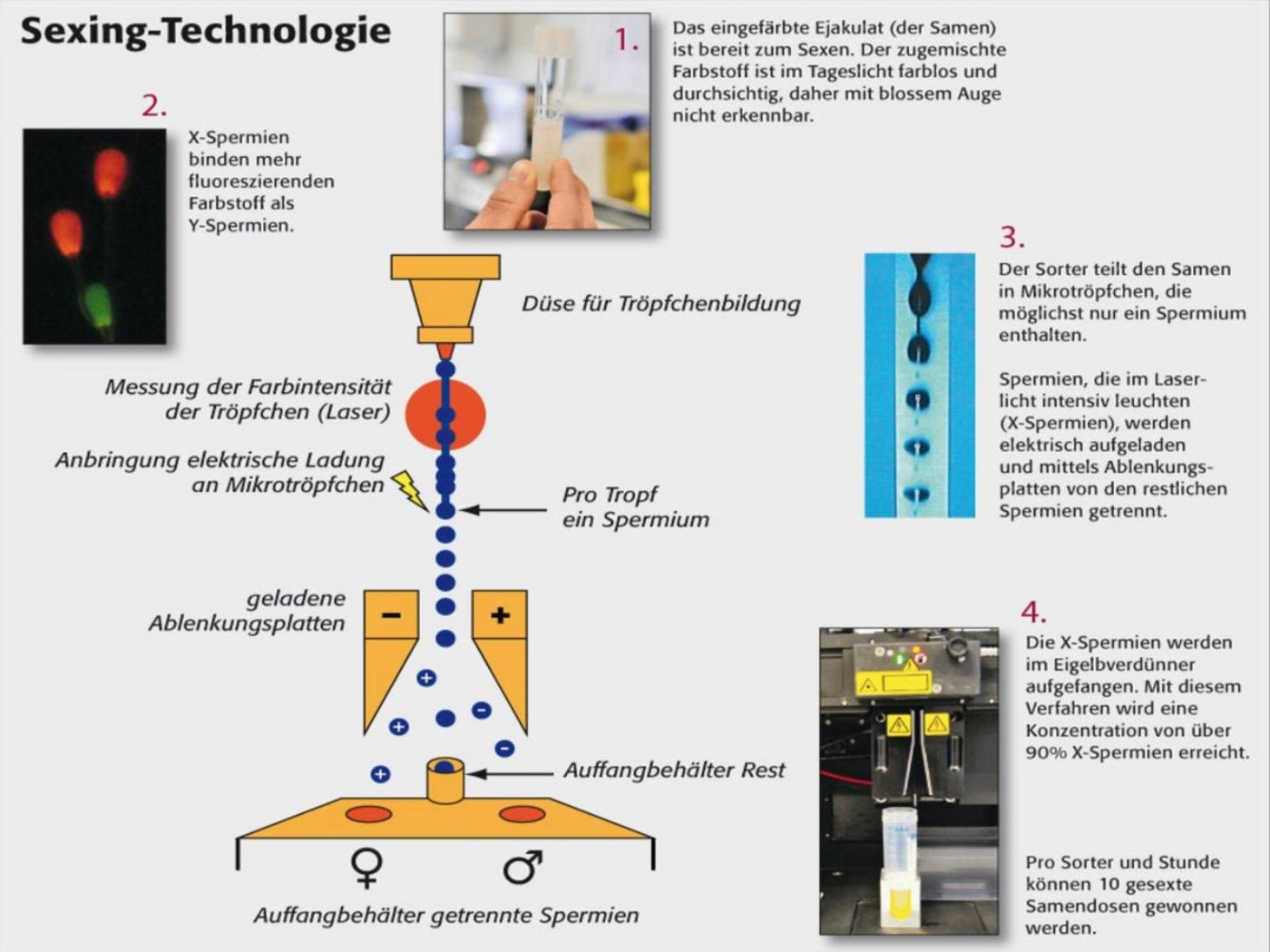 Die Sexing-Technologie trennt die männlichen von den weiblichen Spermien. (Grafik Swissgenetics)