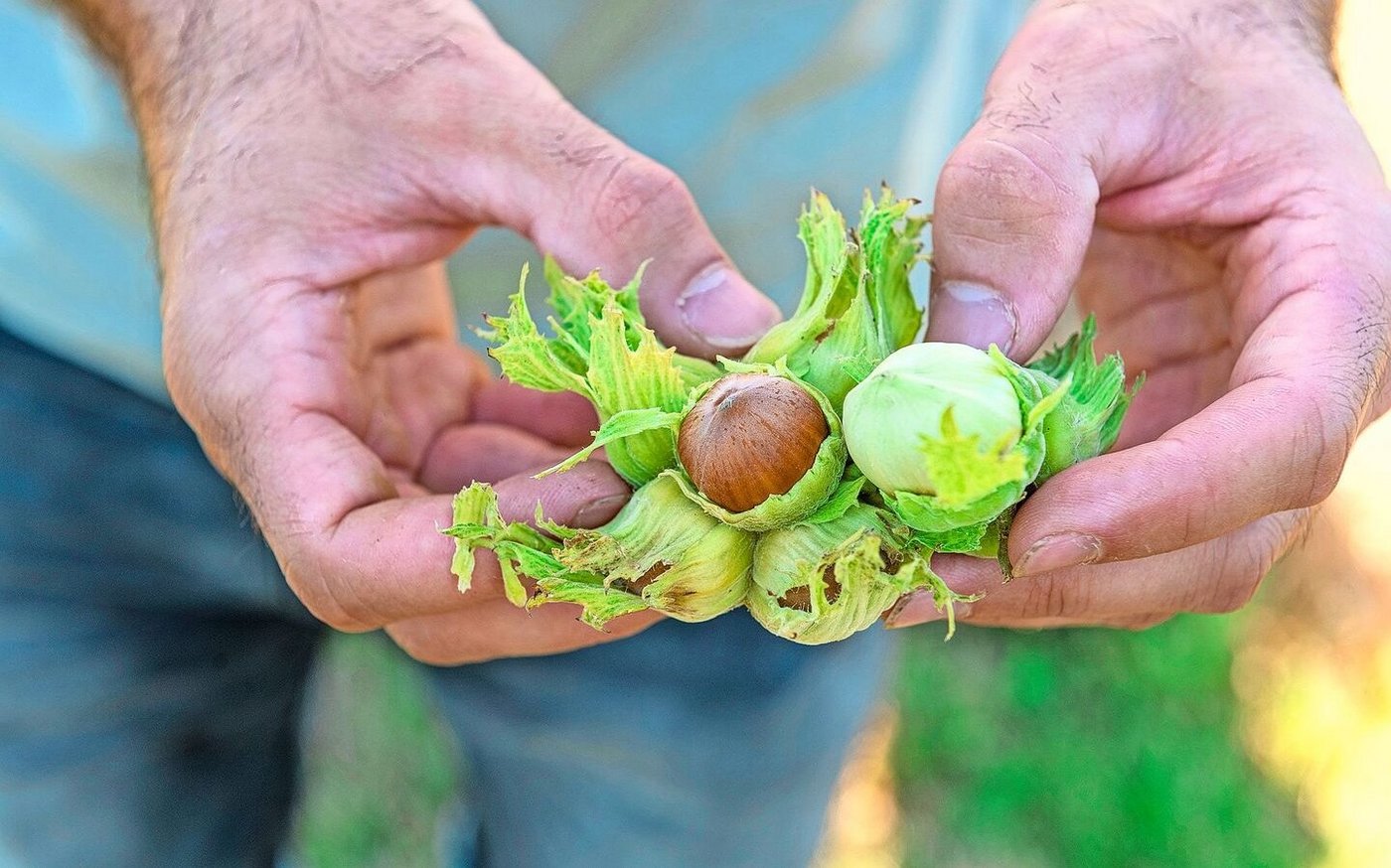 72 verschiedene Sorten wachsen im Sortengarten. 
