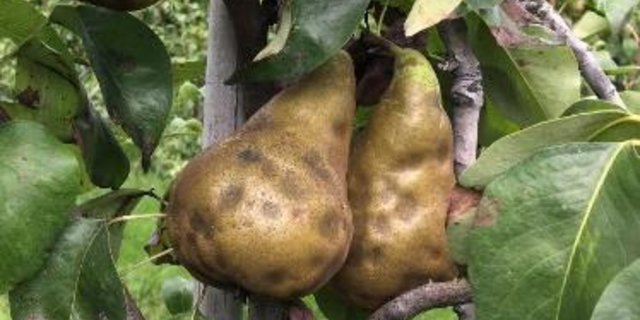 Von der marmorierten Baumwanze geschädigtes Obst bekommt Dellen, das Fruchtfleisch wird steinig. (Bild Strickhof)