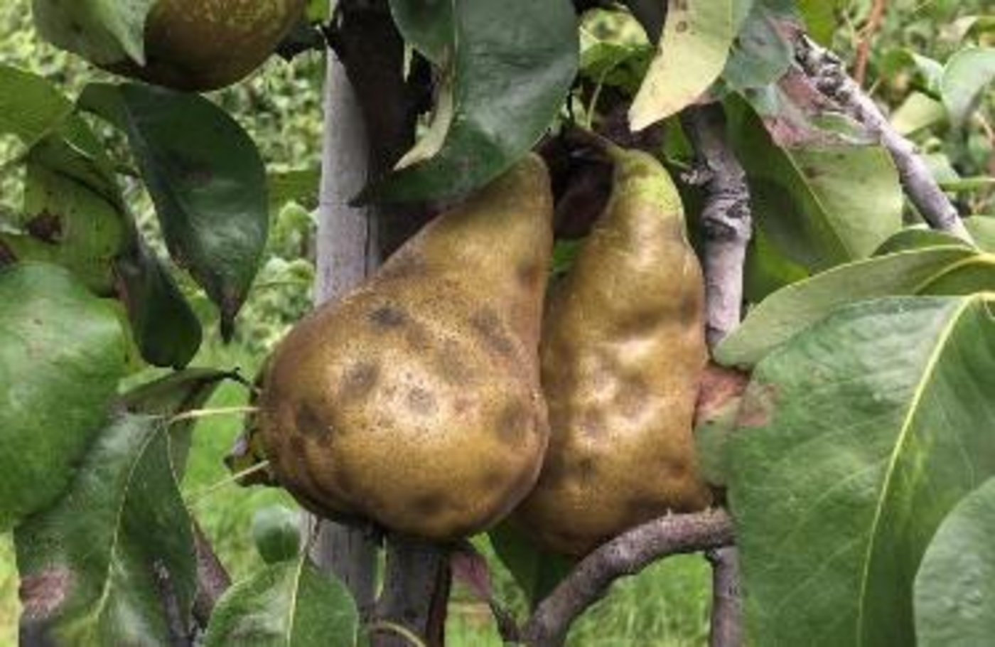 Von der marmorierten Baumwanze geschädigtes Obst bekommt Dellen, das Fruchtfleisch wird steinig. (Bild Strickhof)