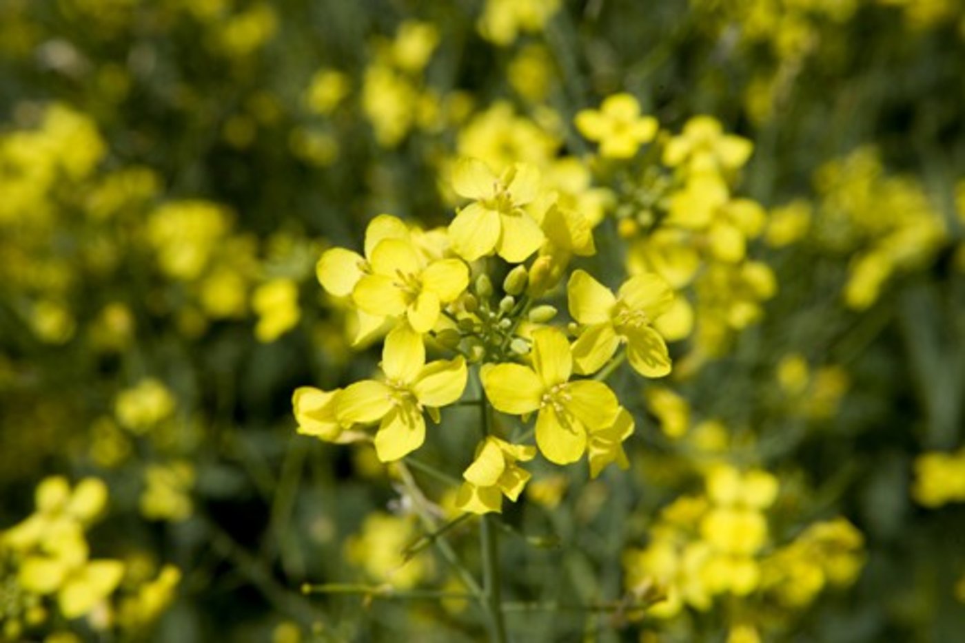 Mit dem Neonicotinoid-Verbot gerate man etwa im Rapsanbau in eine "technische Sackgasse" monieren französische Bauernverbände. (Bild Pflanzenschützer.ch)