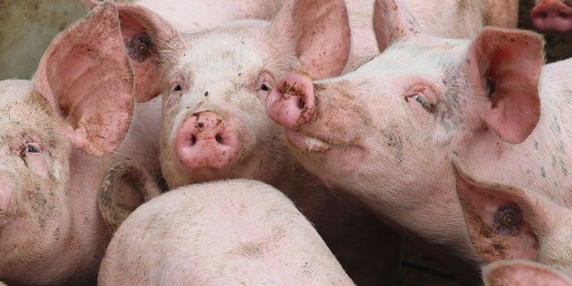 Gerüche aus der Tierhaltung lassen sich nicht vollständig verhindern, aber mit sinnvollen Massnahmen reduzieren. 