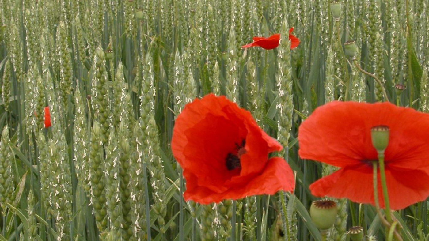 Um den globalen Hunger zu bekämpfen, müssten laut Forscher neue Pflanzensorten gezüchtet werden, die weniger empfindlich gegenüber Kohlendioxyd seien. (Bild: BauZ)