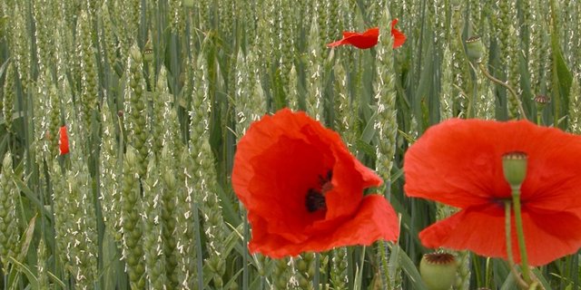 Um den globalen Hunger zu bekämpfen, müssten laut Forscher neue Pflanzensorten gezüchtet werden, die weniger empfindlich gegenüber Kohlendioxyd seien. (Bild: BauZ)