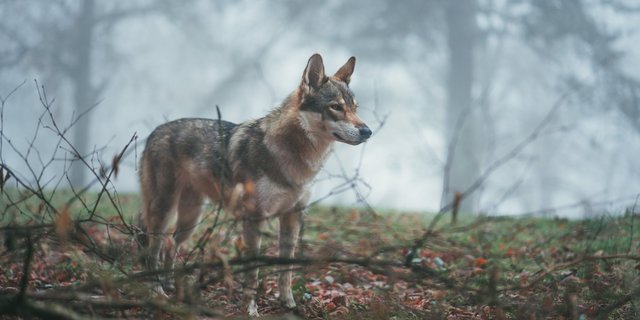 Eine Vergrämung des Wolfes verlagere das Problem nur, so der Verband Bernerischer Schafzuchtorganisationen. (Bild unsplash)