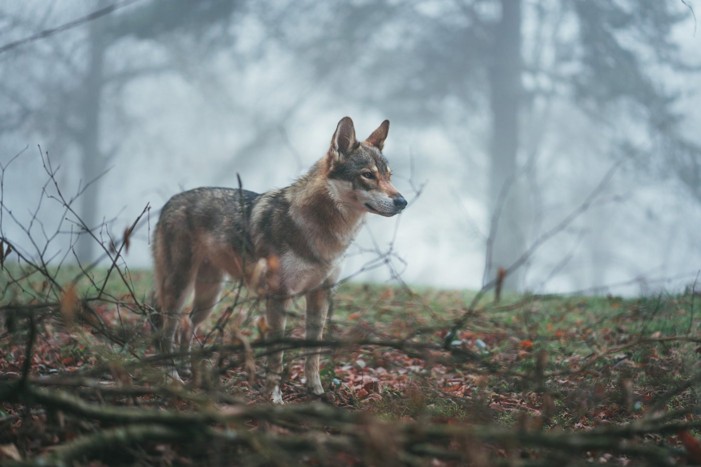 Eine Vergrämung des Wolfes verlagere das Problem nur, so der Verband Bernerischer Schafzuchtorganisationen. (Bild unsplash)