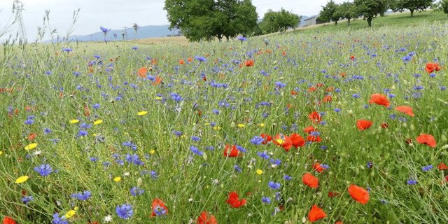 Beispiel einer bereits angelegten, artenreichen Rotationsbrache in Möhlin. (Bild: Schweizer Salinen /Markus Kasper)