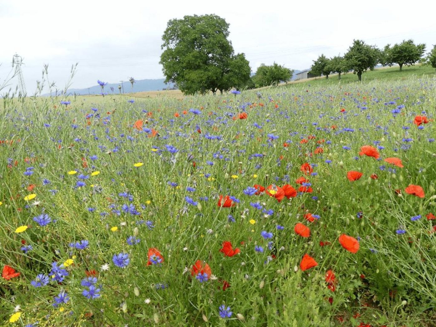 Beispiel einer bereits angelegten, artenreichen Rotationsbrache in Möhlin. (Bild: Schweizer Salinen /Markus Kasper)