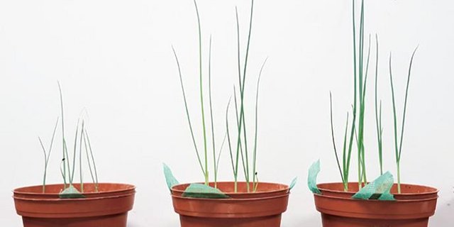 Lauchpflänzchen ohne (links) und mit zwei unterschiedlichen Dosierungen einer Mischung von Bodenmikroorganismen. In den Töpfen herrscht ein Phosphatmangel, weshalb der Lauch deutlich sichtbar von der Hilfe der Bakterien und/oder Pilze profitiert. (Bild Faktenblatt FiBL)