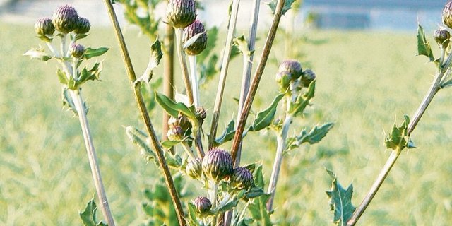 Die Ackerkratzdistel, obwohl eigentlich kein Neophyt, gehört zu den acht prioritären Problempflanzen im Aargau. 