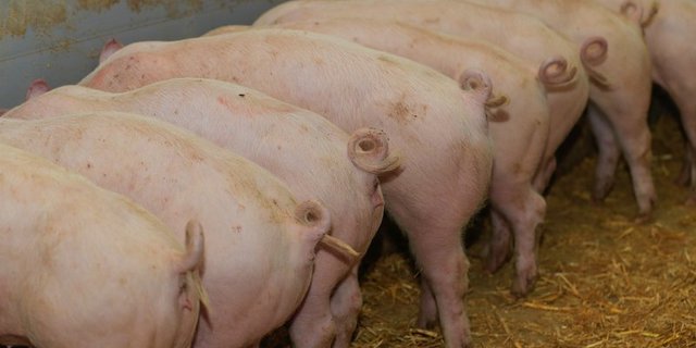 Die aktuelle Inlandversorgung von 93 Prozent ist gemäss der Branchenorganisation ideal. (Bild Peter Röthlisberger)