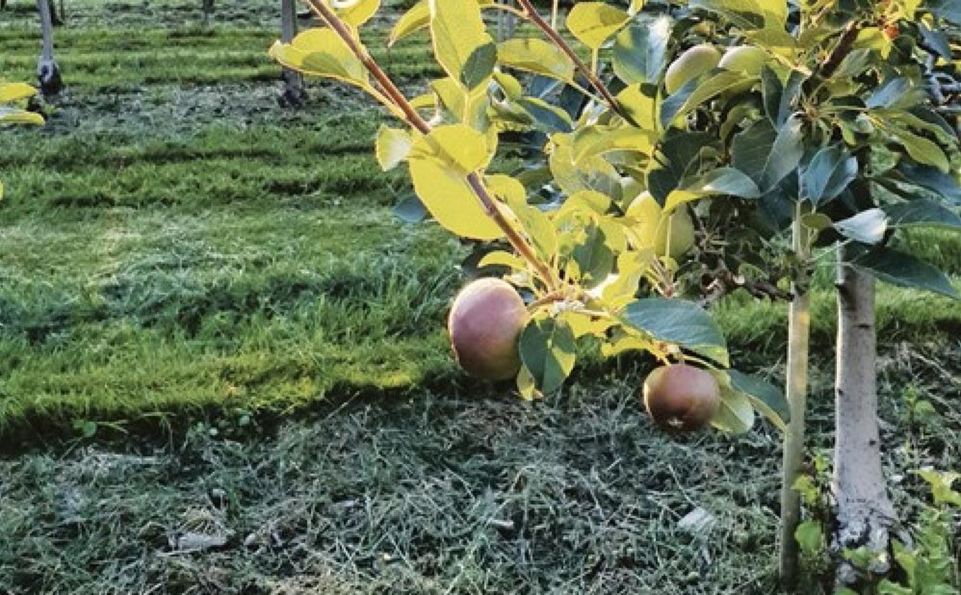 Der professionelle Obstbau soll geschützt werden, indem Gebiete mit geringer Prävalenz definiert werden. (Symbolbild rae)