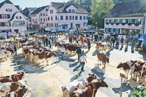 Die Viehschau in Andelfingen soll im Herbst stattfinden Am 29. September 2021 soll auf dem Andelfinger Marktplatz die traditionelle Regionalviehschau durchgeführt werden. (Archivbild RoMü)