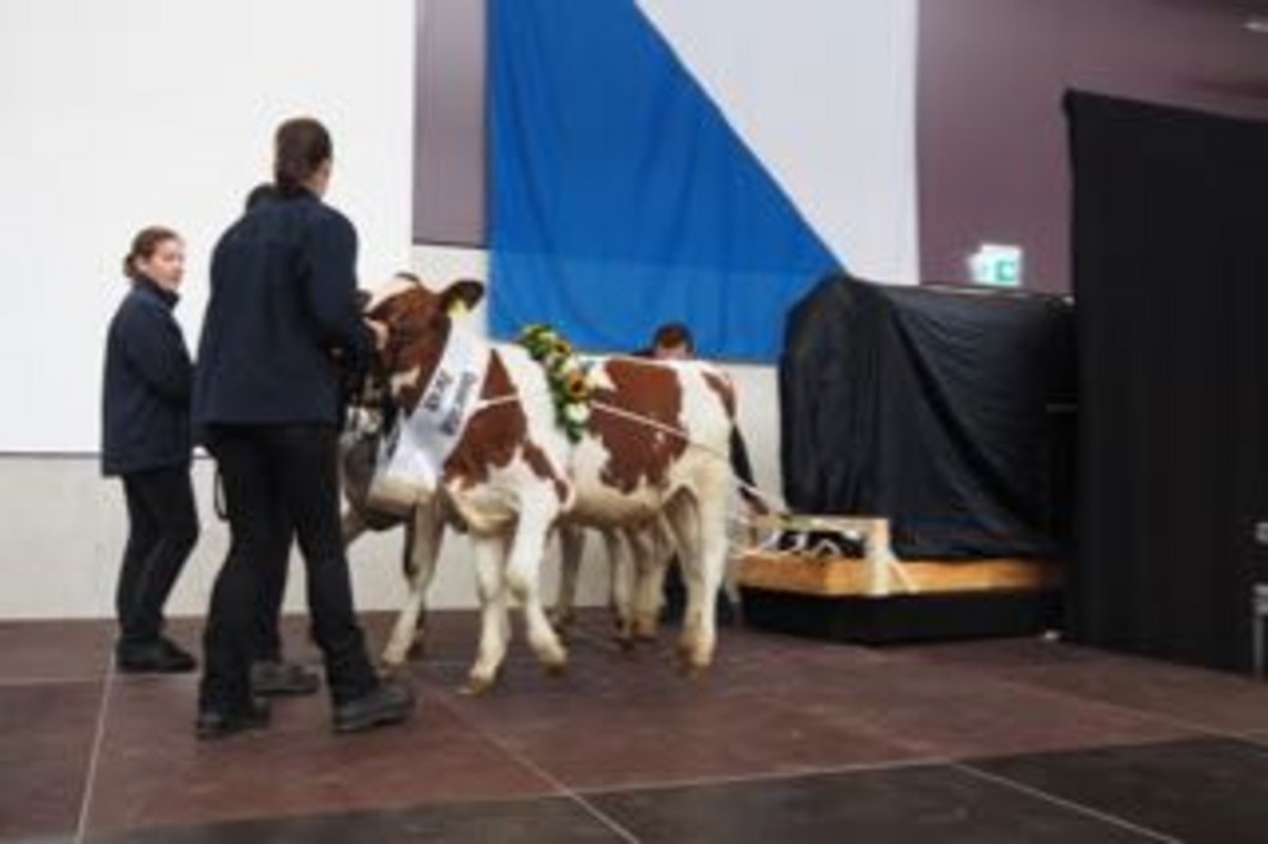 Drei Kälber ziehen bei der Einweihung des Forschung- und Bildunszentrums Agrovet-Strickhof einen für das Zentrum symbolischen Gegenstand auf die Bühne. (Bilder chw)