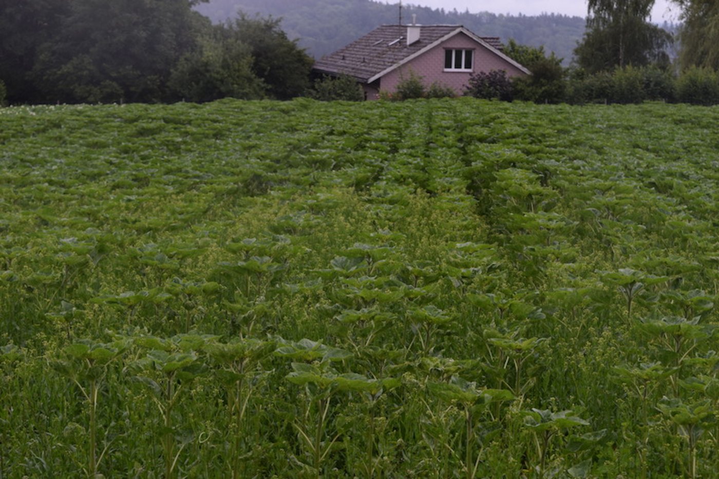 Die Gründüngung ist so gut gekommen, dass sie den Sonnenblumen ziemlich Konkurrenz macht. (Bilder Stefanie Giger) 