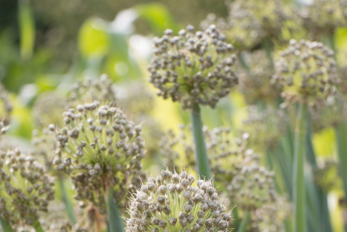 Die Winterheckenzwiebel liefert Zwiebelröhrli für den Teller und Blüten für die Vase.  (Foto: Eveline Dudda)