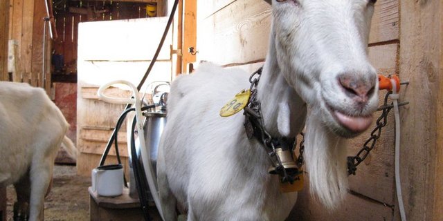 Boomendes Nischenprodukt: Ziegenmilch. (Bild Arno Klüglein/landwirtschaft.ch)