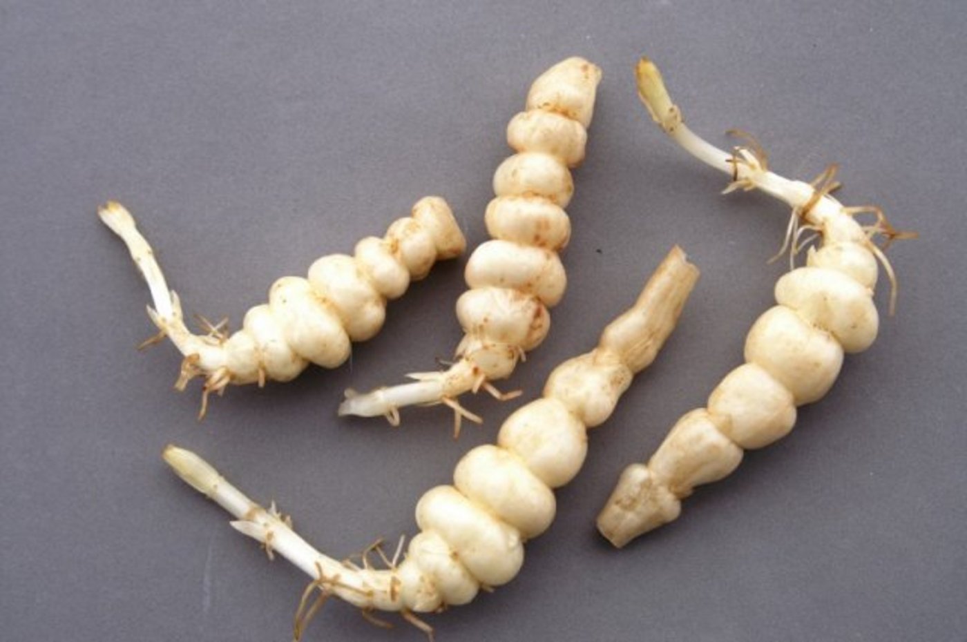 Was an eine Raupe mahnt, ist in Wirklichkeit ein Gemüse. (Bild: lid)