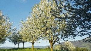 Diese zehnjährigen Bäume der Familie Niederberger kommen ins Hauptertragsalter und verfügen über einen Aufbau, der für die Ernte mit dem hydraulischen Baumschüttler ideal ist.