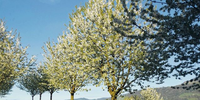 Diese zehnjährigen Bäume der Familie Niederberger kommen ins Hauptertragsalter und verfügen über einen Aufbau, der für die Ernte mit dem hydraulischen Baumschüttler ideal ist.