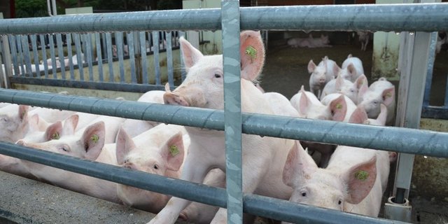 Soll der neue Schweinemaststall nach Minimal- oder Labelvorschriften ausgerichtet werden? Baukosten, Arbeitszeit und Schlachtpreise müssen dabei berücksichtigt werden. (Bild Aline Küenzi)