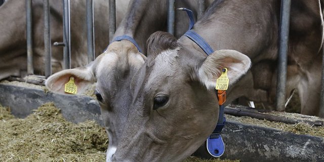 Schweizer Kühe fressen hauptsächlich Raufutter. Kraftfutter gibt Energie - und wirkt sich auf die Kosten aus. (Bild lid)