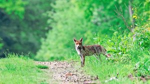 Wenn Wölfe die Nähe Wenn Wölfe die Nähe von Menschen suchen, gilt das als unerwünschtes Verhalten. Füchse haben sich in Dörfern und Städten etabliert.