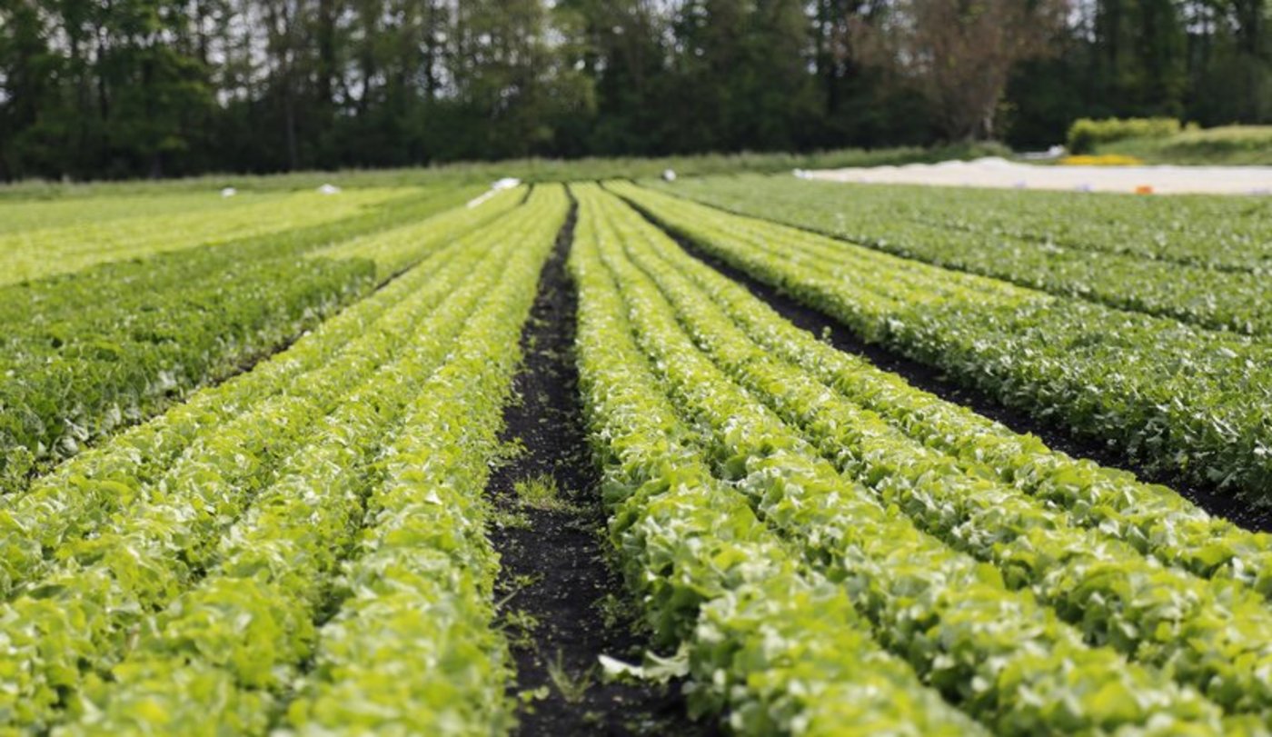 Das Klima wirkt sich auf den Boden aus. Doch auch die Bedeutung des Bodens für das Klima ist gross. (Bild Jonas Ingold)