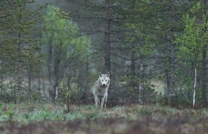 Begegnung mit einem Wolf – So verhalten Sie sich richtig Bei der Begegnung mit einem Wolf sollte man ruhig bleiben, Abstand halten und dem Wolf die Möglichkeit zum Rückzug geben. (Bild Unsplash)