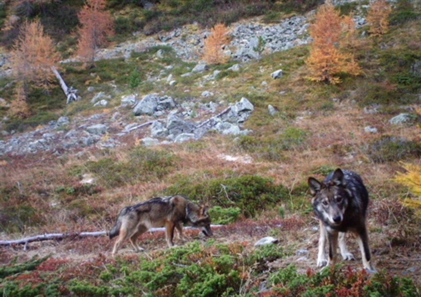 Das bereits bekannte Wolfsrudel im Oberwallis war im November 2016 erstmals in eine Fotofalle getappt. (Bild Gruppe Wolf Schweiz)