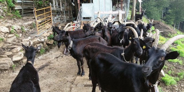 Schwarze Milchziegen stehen vor dem Melkstand auf der Alp.