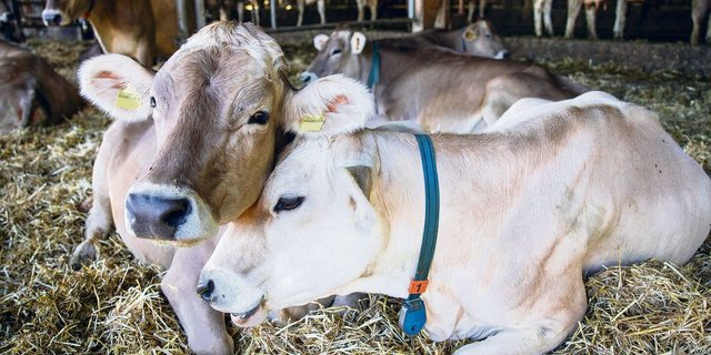 Nicht gestresste Tiere sind weniger anfällig auf Lungenentzündungen.
