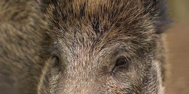 Die Behörden suchen nach weiteren Wildschweinen, welche an dem Virus verstarben. (Symbolbild Pixabay)
