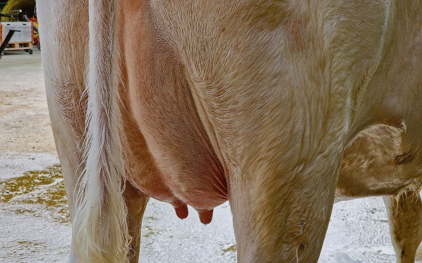 Ein gesundes Euter ist wichtig für die Milchproduktion. Die Zellzahl in der Milch ist ein Indiz dafür, wie es dem Euter geht. Hier wurde lange keine Forschung mehr betrieben.  