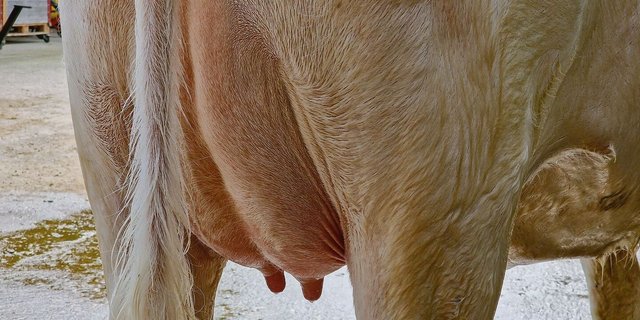 Ein gesundes Euter ist wichtig für die Milchproduktion. Die Zellzahl in der Milch ist ein Indiz dafür, wie es dem Euter geht. Hier wurde lange keine Forschung mehr betrieben.  