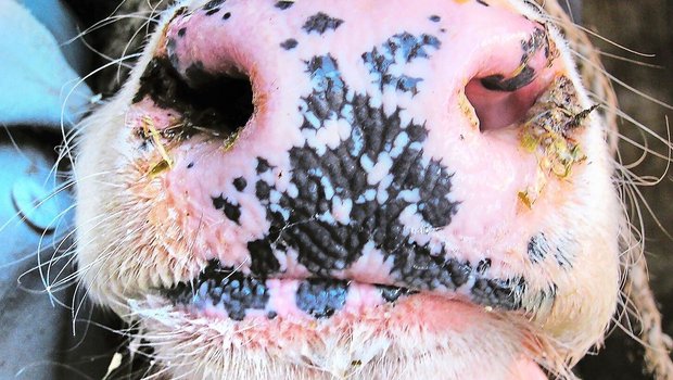 In Deutschland wurden dieses Jahr insgesamt 47 Ausbrüche der Blauzungenkrankheit verzeichnet. Übertragen wird das Virus von blutsaugenden Mücken, sogenannten Gnitzen.   