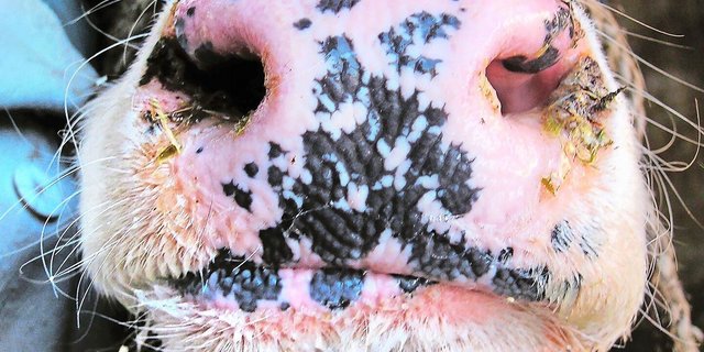 In Deutschland wurden dieses Jahr insgesamt 47 Ausbrüche der Blauzungenkrankheit verzeichnet. Übertragen wird das Virus von blutsaugenden Mücken, sogenannten Gnitzen.   