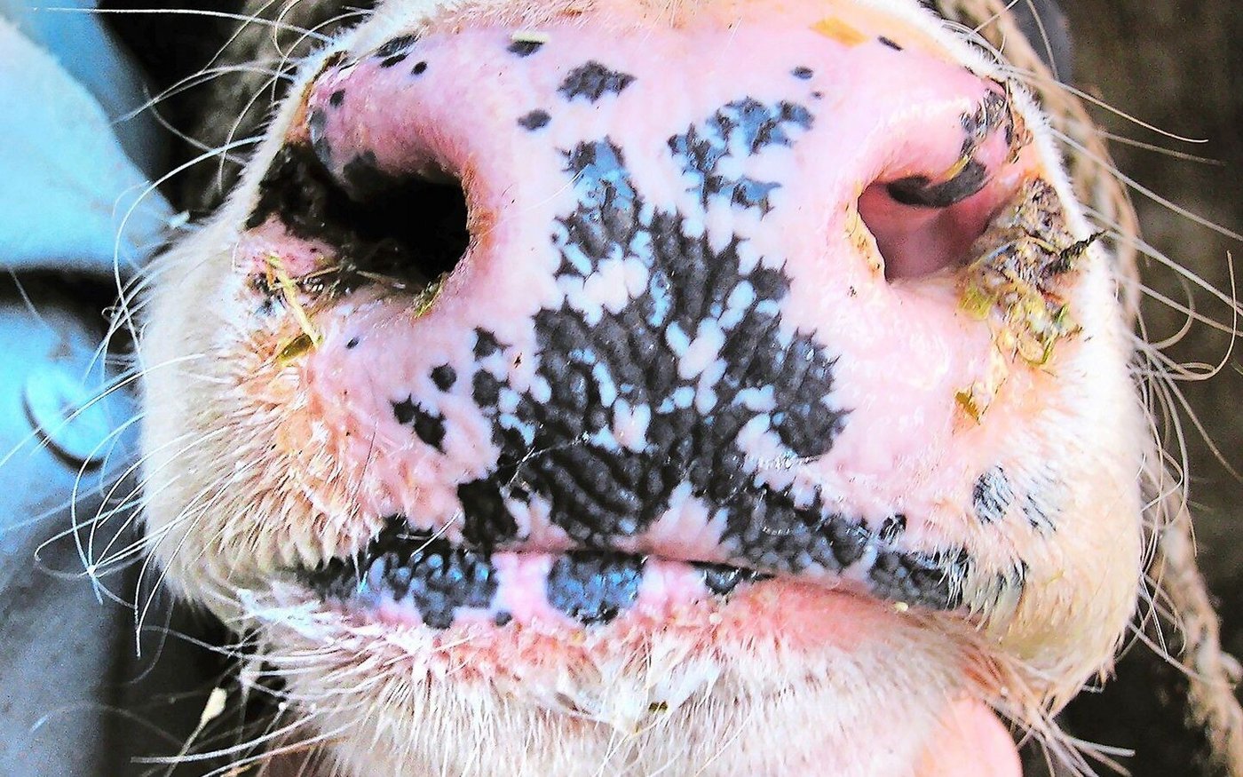 In Deutschland wurden dieses Jahr insgesamt 47 Ausbrüche der Blauzungenkrankheit verzeichnet. Übertragen wird das Virus von blutsaugenden Mücken, sogenannten Gnitzen.   