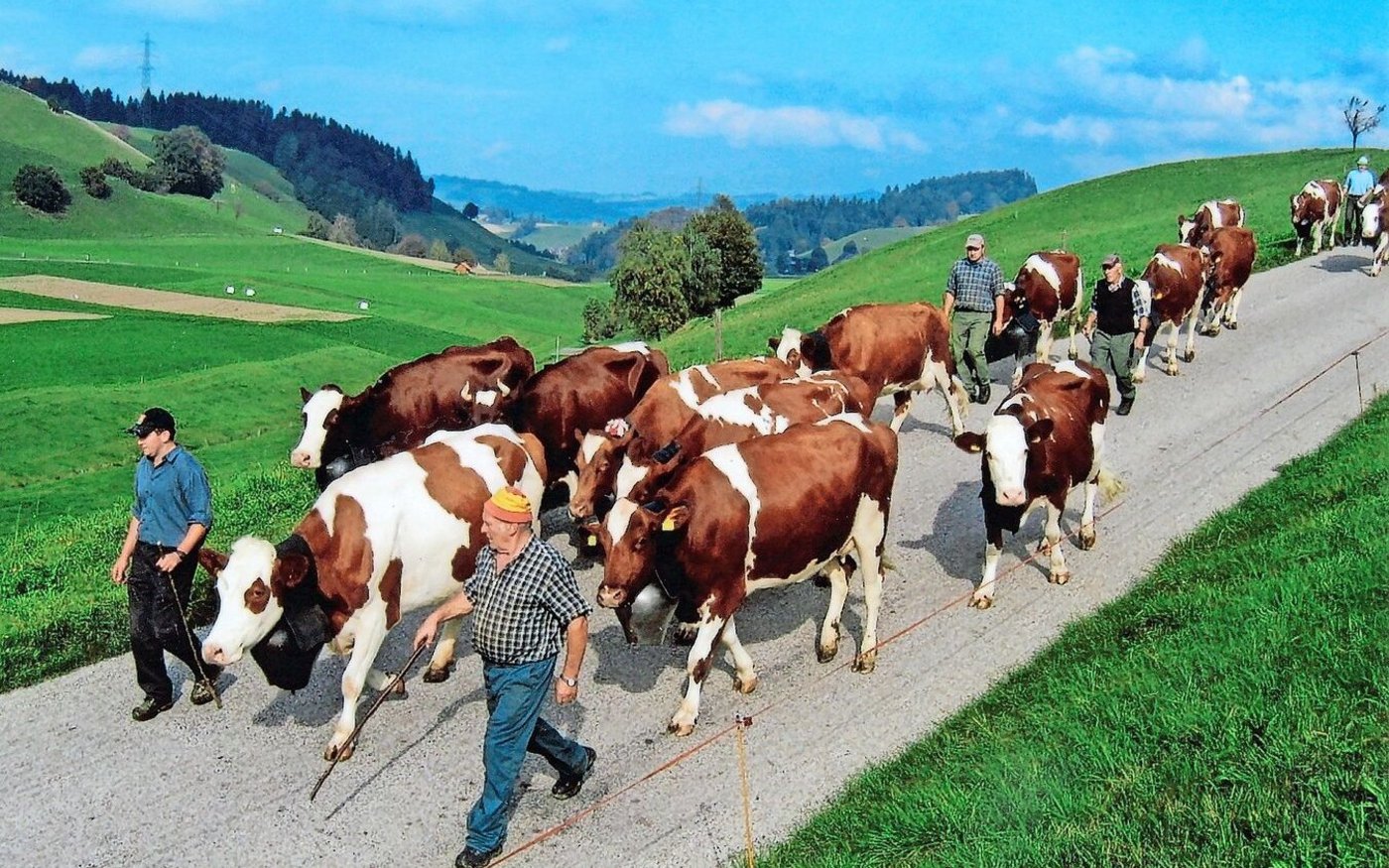 Für Hans Bürki war die Viehschau immer ein grosser Tag. Er war der Viehzuchtgenossenschaft Landiswil angeschlossen. 