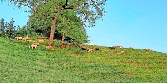 Hitzestress bei Schafen kann im Sommer kaum vermieden werden. Wichtig sind Schatten und Wasser.