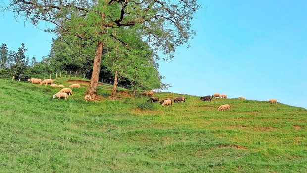 Hitzestress bei Schafen kann im Sommer kaum vermieden werden. Wichtig sind Schatten und Wasser.