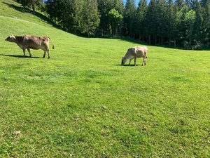 STS: Absenkpfade sind erste Schritte zum «Aufbaupfad Tierwohl» Dass auch mit den neuen Anreizsystemen die Tiere genügend lange auf die Weide können und die Zucht in die richtige Richtung geht, ist dem STS ein Anliegen. (Bild Josef Scherrer)