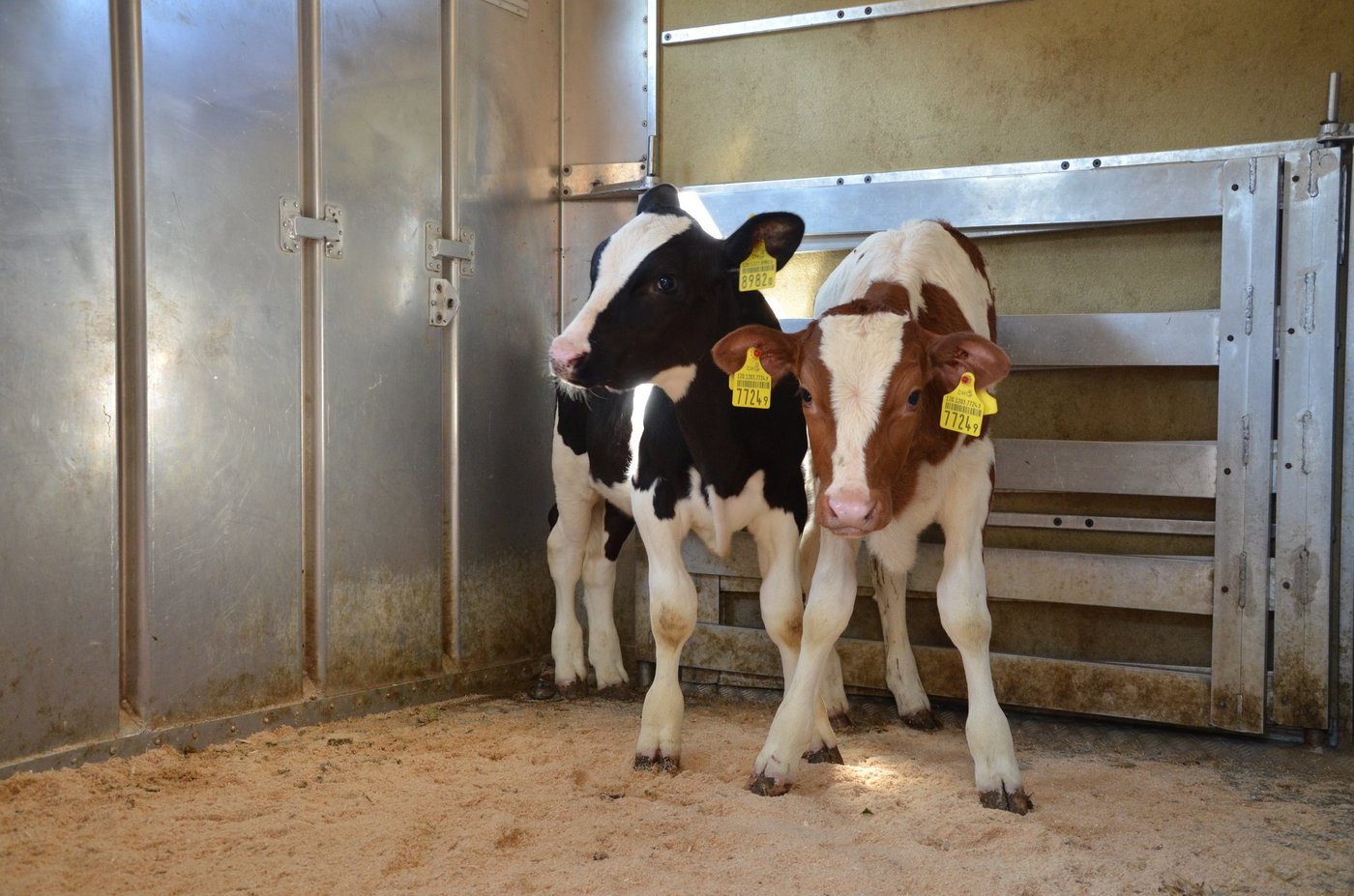 Aufgrund zweier verdächtiger Kälber musste die Solothurner Eliteschau vergangenen Samstag abgesagt werden. (Symbolbild die grüne)