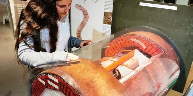 Wie funktioniert die Humusbildung im Regenwurm? Auch das wird in der Ausstellung anschaulich erklärt. (Bild zVg)