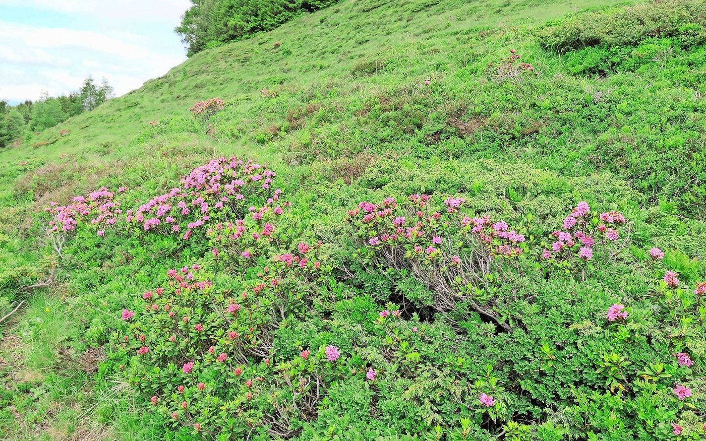 Ein Projekt widmet sich der Regulierung von Problempflanzen. Beispiele dafür sind Zwergsträucher wie die Alpenrose, welche zur Verbuschung beitragen.