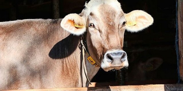 Vermehrt berichten Betriebe mit BTV von Aborten oder der Geburt von blinden Kälbern oder solchen mit starken Missbildungen.   