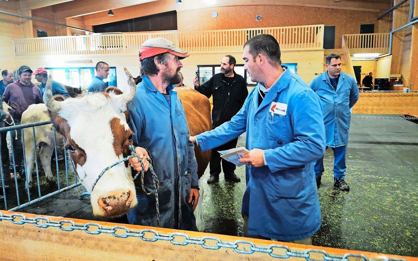 Spardruck: Marktplätze mit weniger als 50 Kühen könnten im zweiten Halbjahr zusammengelegt werden